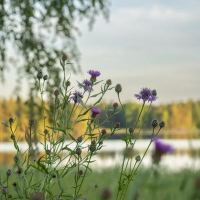 Kesäinen maisemkuva. Kuva: Ville Hautakangas